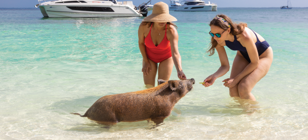 People playing with a pig on the beach in The Bahamas