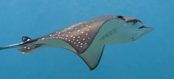 A spotted eagle ray in the water
