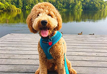 a golden doodle sits on a dock in front of water