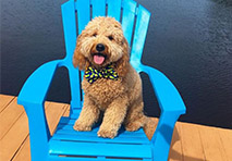 a golden doodle sits on a blue adirondack chair on a dock