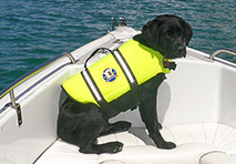 dog in a life jacket on a boat