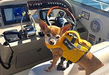 dog in a life jacket on a boat