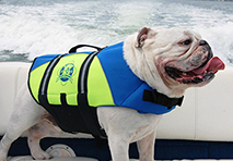 dog wearing a lifejacket on board
