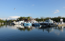 bird soars in clear blue sky above yacht filled marina