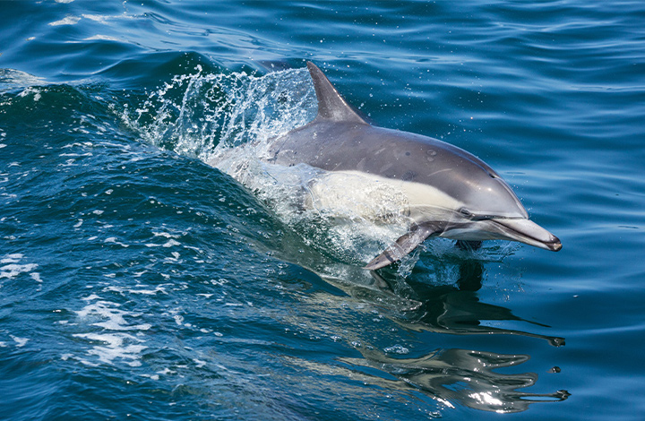 dolphins jumping in a boat wake