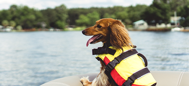 Dog on a boat