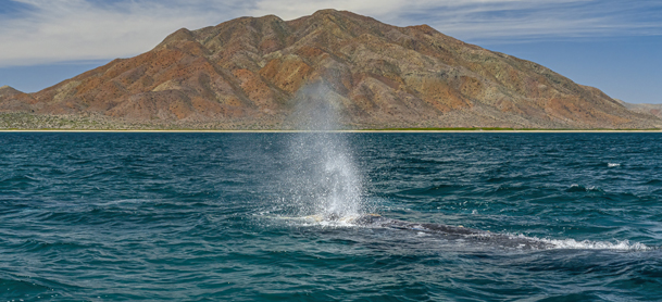 Magdalena bay