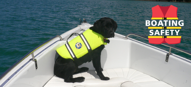 Dog wearing a life jacket on a boat