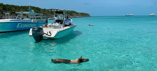 Pig swimming in the water with boat on the background on the Bahamas