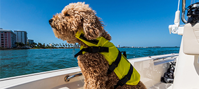 dog in life jacket