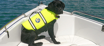 dog in life jacket