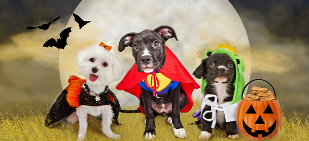 Three dogs in Halloween costumes