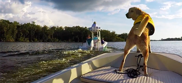 dog standing on bow of boat with another boat in the background
