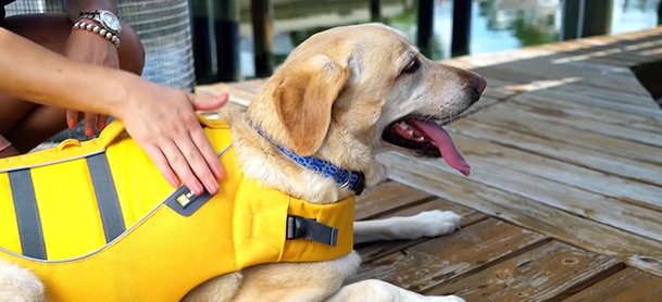 dog in bright yellow lifejacket laying on dog being pet