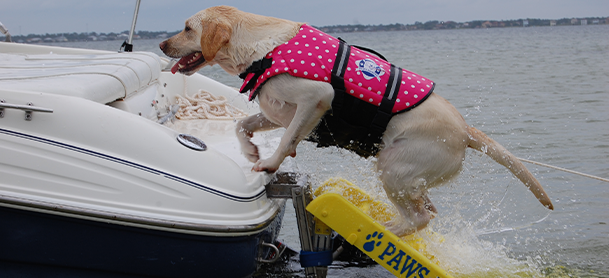 A dog aboard a boat