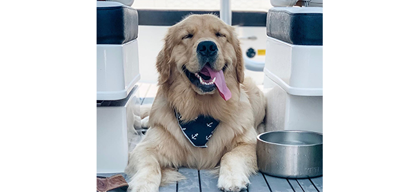 A dog aboard a boat