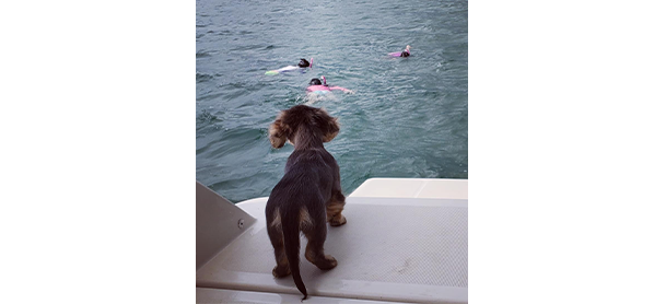 A dog aboard a boat