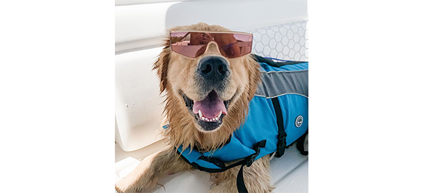 A dog aboard a boat