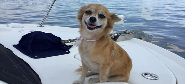 A dog aboard a boat