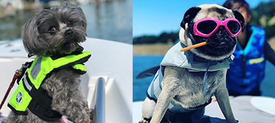 On the left, a gray terrier in a green life jacket. On the right, a pug wearing a life jacket and sunglasses