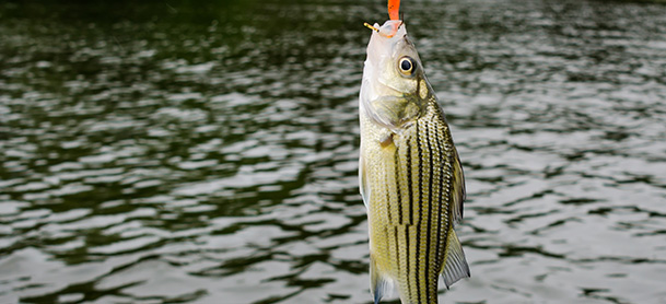 A striped bass