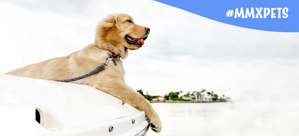Golden Retriever on a boat with leash looking out on the water 