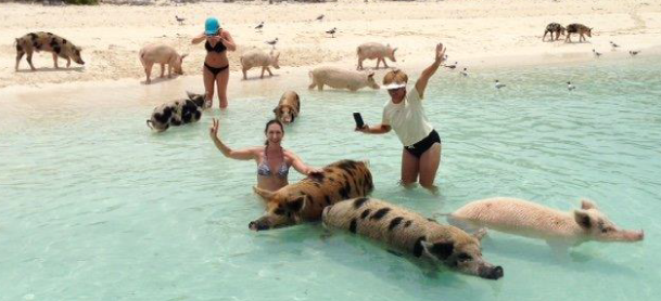 MarineMax Getaway group in the water with wild pigs in the BVI