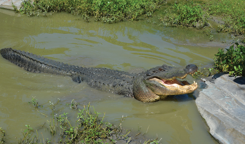 Alligator in Louisiana Swamp