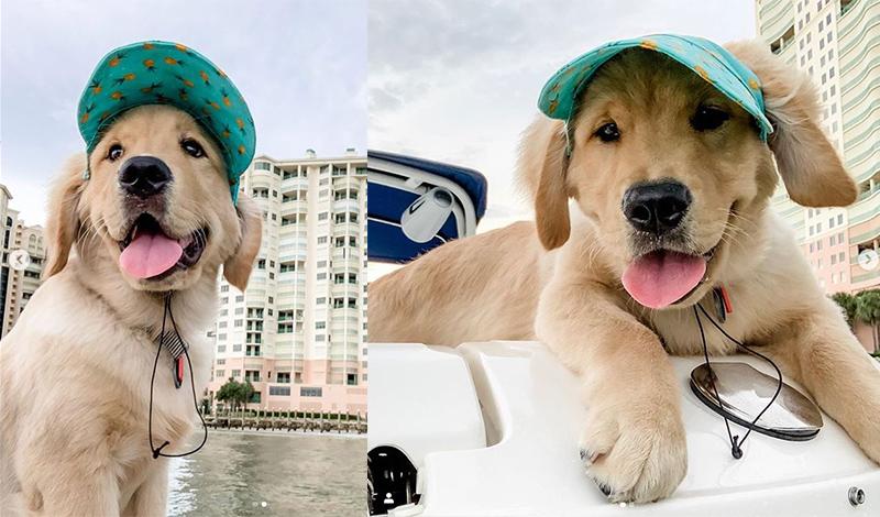 two photos of a golden retriever wearing a bright visor while on a boat