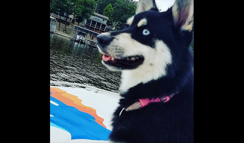 a husky with bright blue eyes sitting on a boat