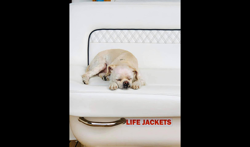 a small dog sleeping on a boat