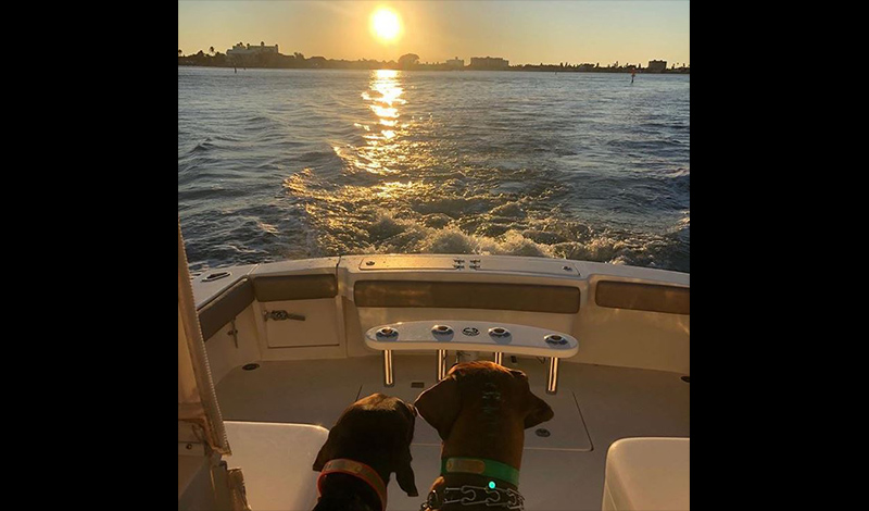 two dogs looking off of the bow of a boat into the water as the sun sets