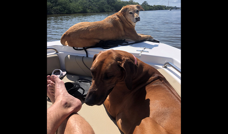 two large dogs sitting on a boat with water in the background