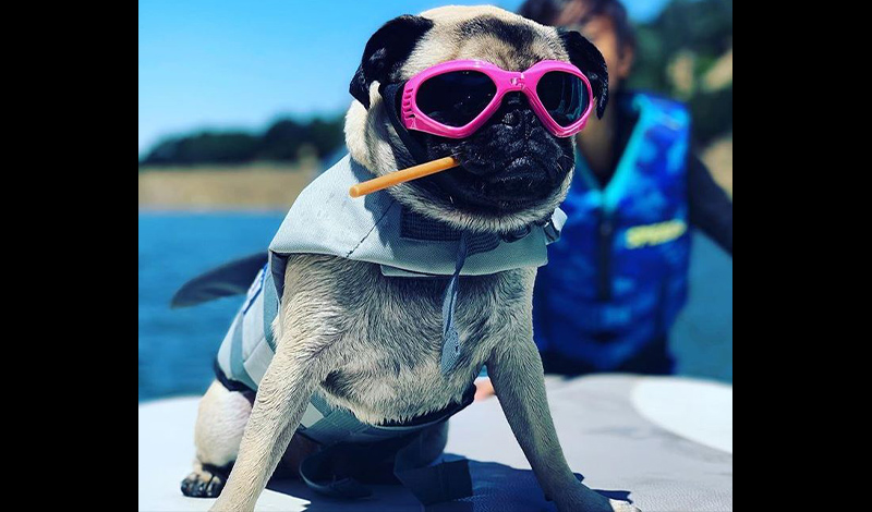 a pug wearing pink sunglasses and a life jacket sitting on a boat