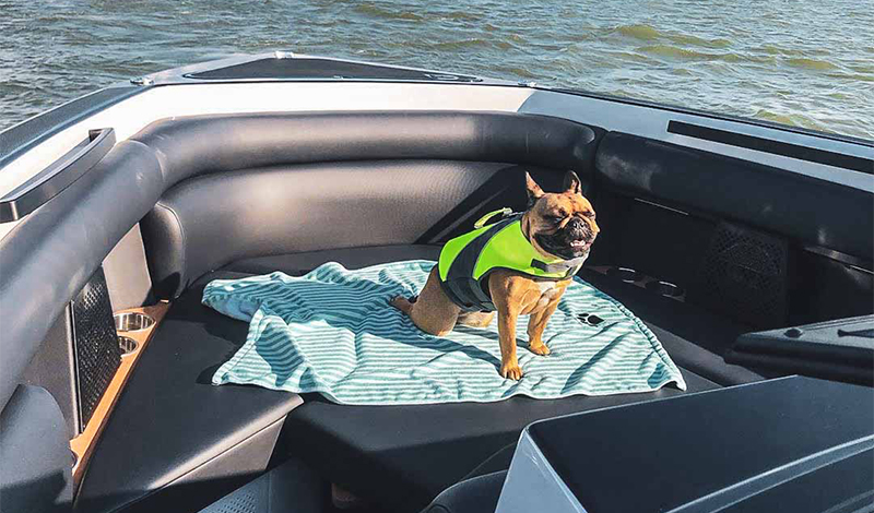 yeti the frenchie aboard a boat