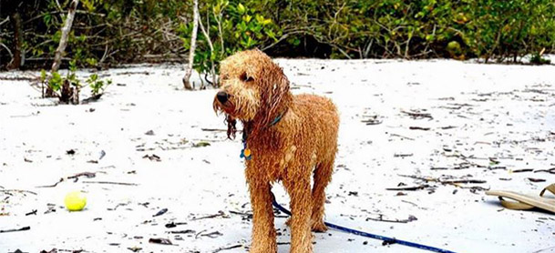 A wet golden doodle stands on the beach