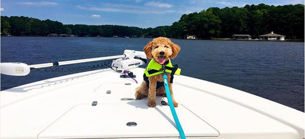 A golden doodle in a green life jacket stands on the bow of a boat with water behind him