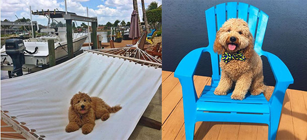 On left, a golden doodle sits on a hammock with a boat in the background. On right, a golden doodle sits on a blue adirondack chair