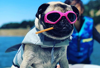 A pug in pink sunglasses and a life jacket resting on a boat