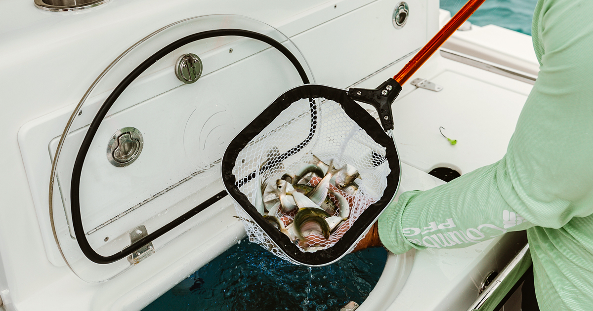 Boating Tips Livewells MarineMax