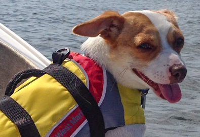 A dog in a life jacket on a boat