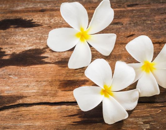 Boats, Brews & BBQs: A Luau to Kick Off Summer
