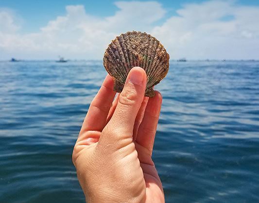 scallop 1 t