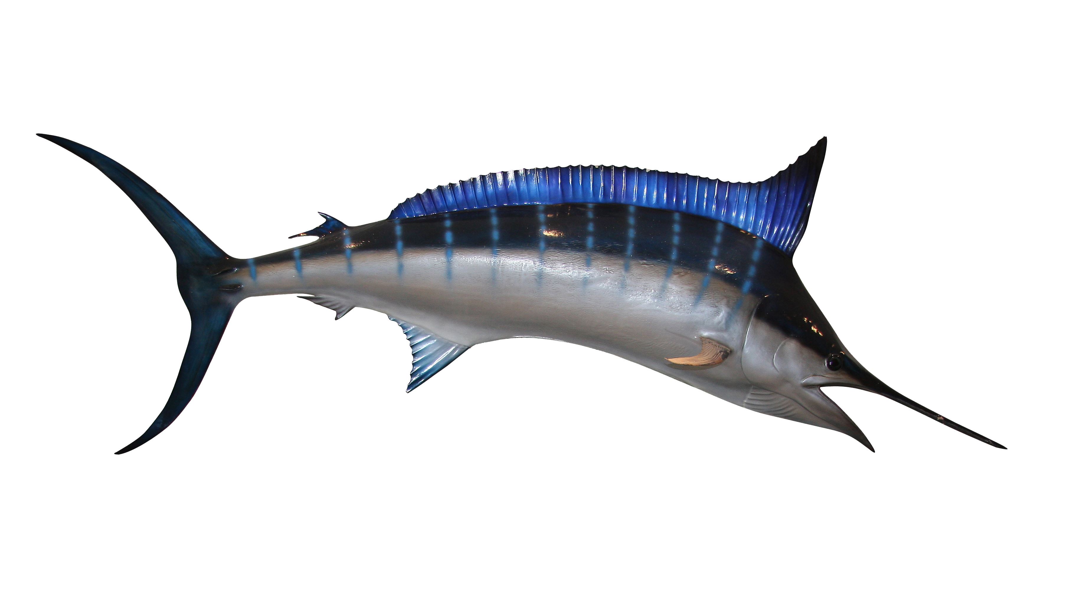 swordfish 1353118