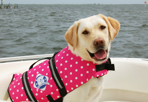 dog on the boat