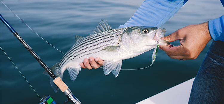 striped bass