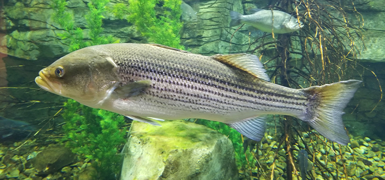 striped bass