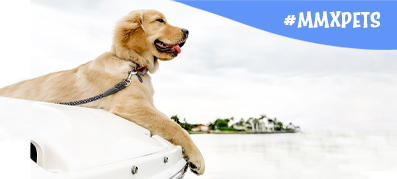 Golden Retriever on a boat with leash looking out on the water 