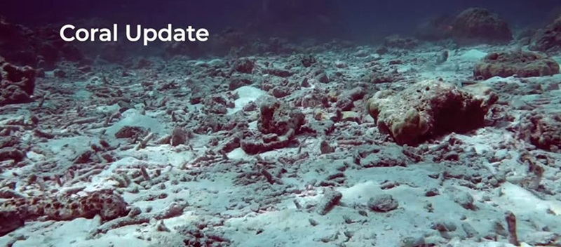 The ocean floor in a coral reef with the words "Coral Update" in white in the corner
