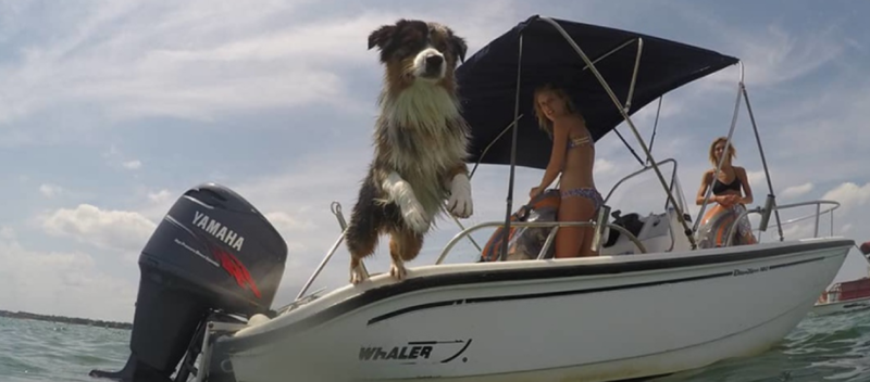 Dog jumping off of a Boston Whaler boat